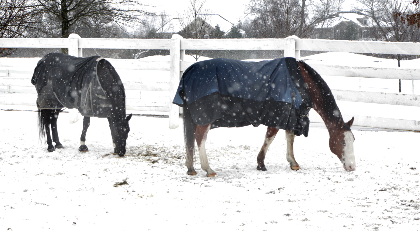 Horses Winter