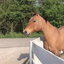 tn-horse-beau Beau Horse