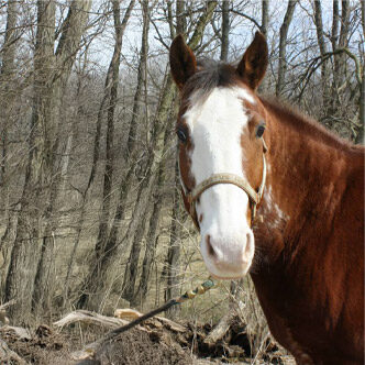 tn-horse-cactus-jack Cactus Jack Horse