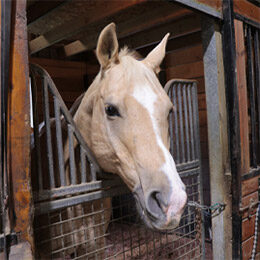 tn-horse-chevy Chevy Horse