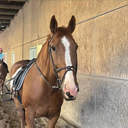 tn-horse-daisy Daisy Horse