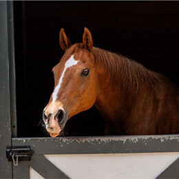 tn-horse-smoothie Smoothie Horse